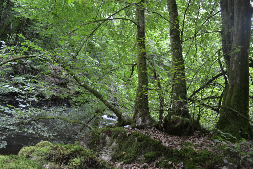 Gite La Clef Des Champs Libin Exterior foto